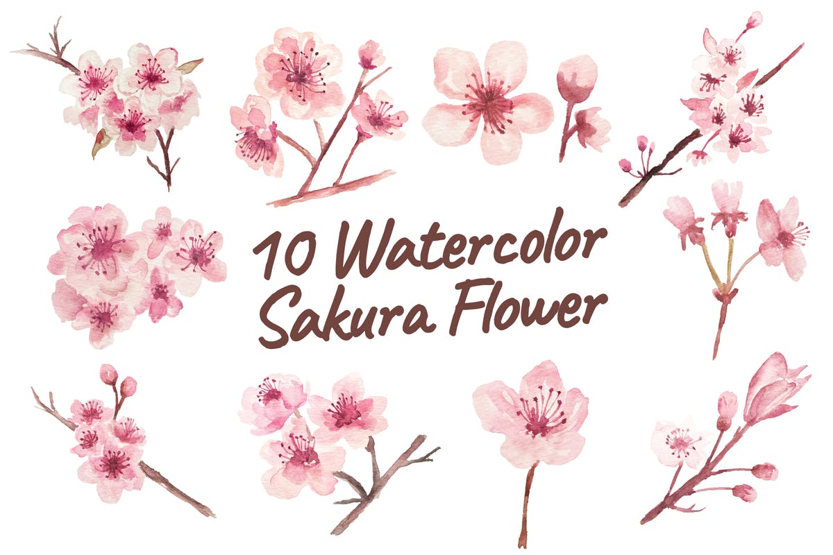 10款樱花水彩花卉元素插画素材 10 Watercolor Sakura Flower Illustration Graphics插图