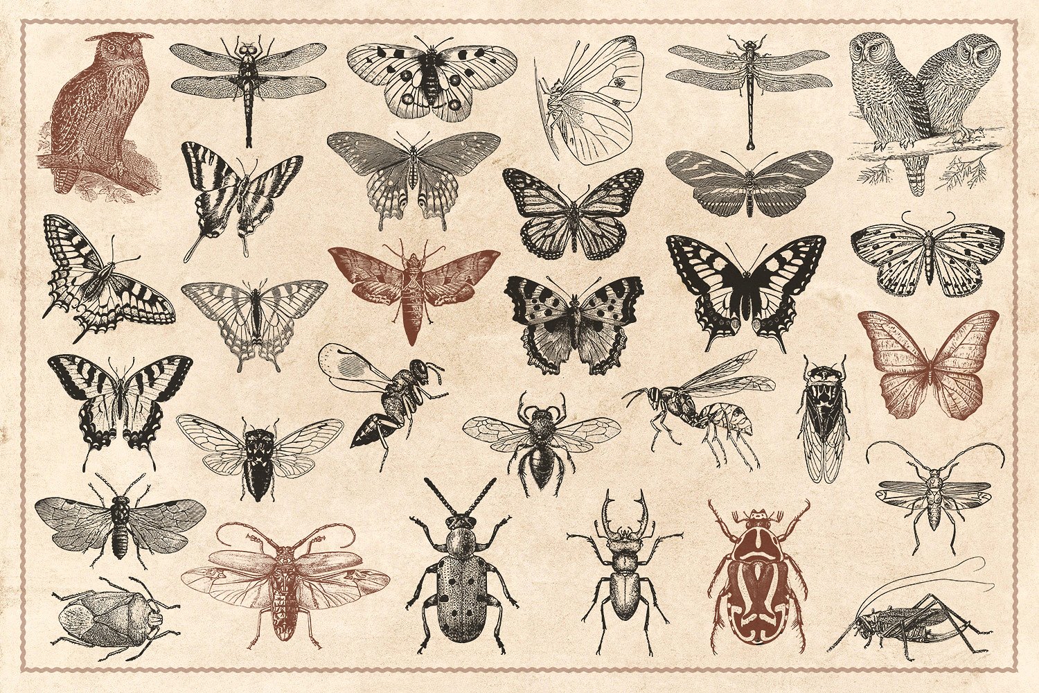 176个复古野生动物手绘（矢量）插图(7)