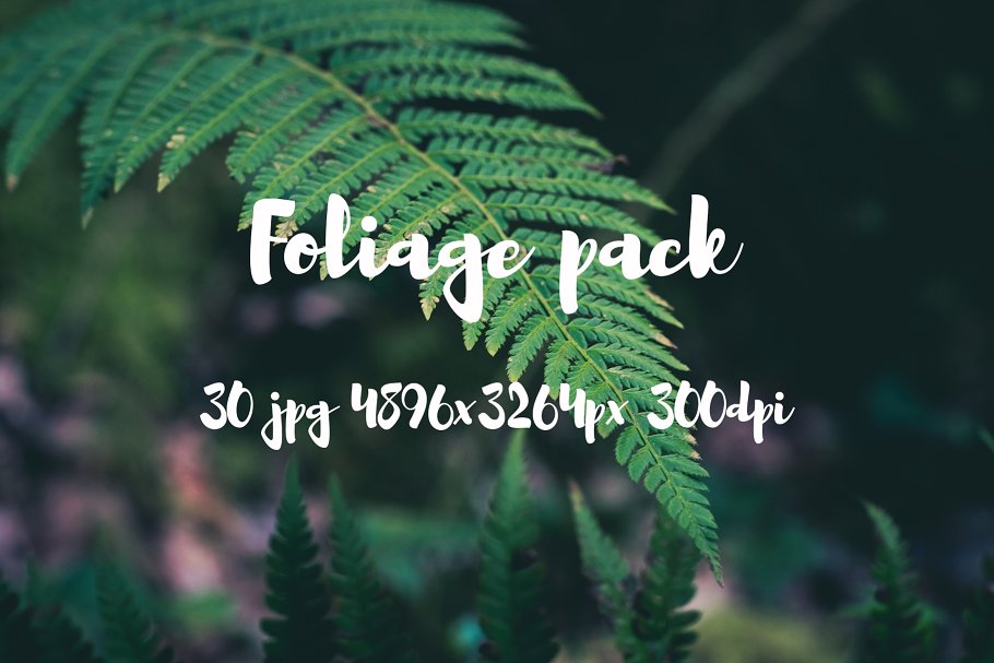 高清蕨类植物照片素材 Foliage Photo Pack插图(17)