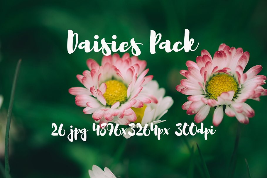 雏菊特写镜头高清照片素材 Daisies photo Pack插图(11)