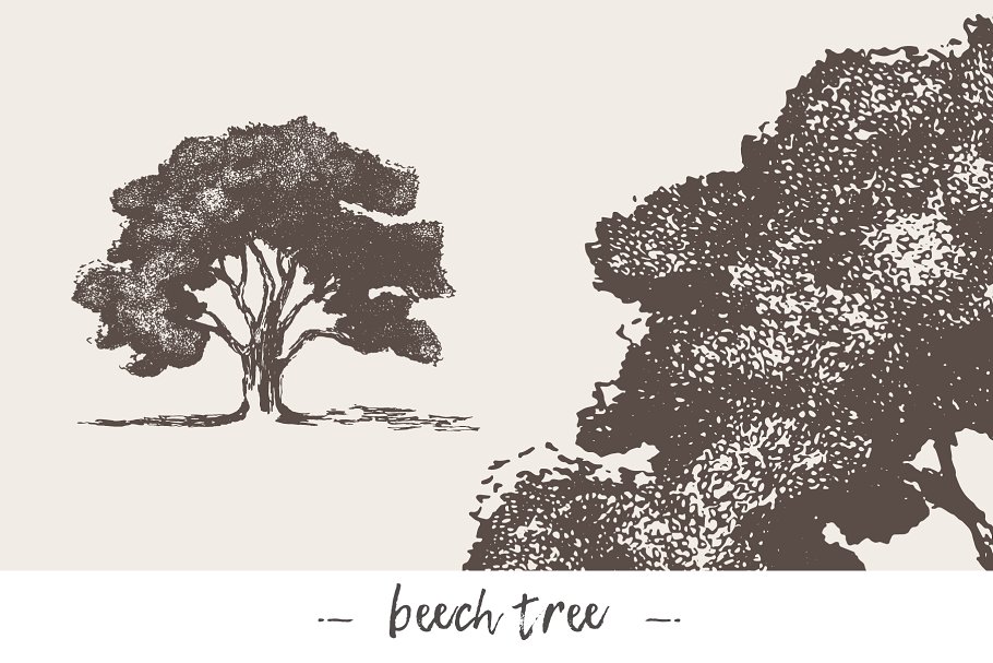 各种树木手绘矢量图形合集 Big collection of high detail trees插图3
