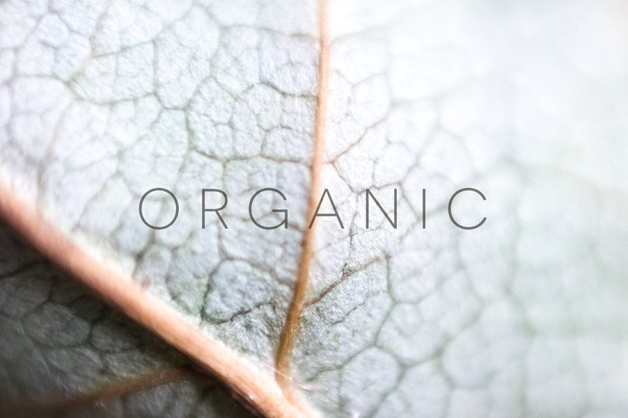 20张高清分辨率花卉植物特写镜头照片 Organic插图6