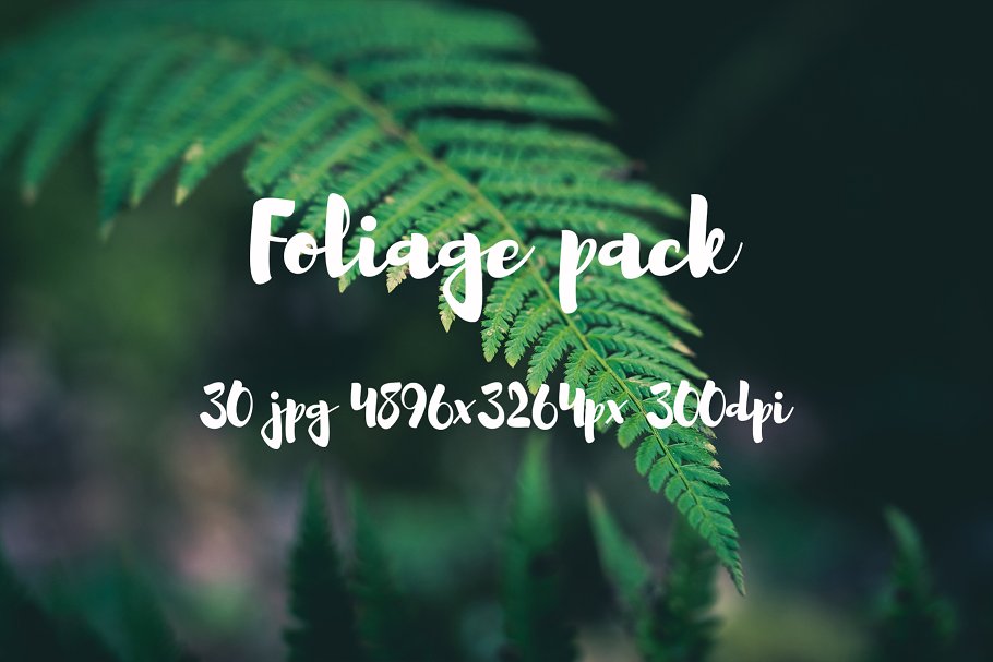 高清蕨类植物照片素材 Foliage Photo Pack插图(10)
