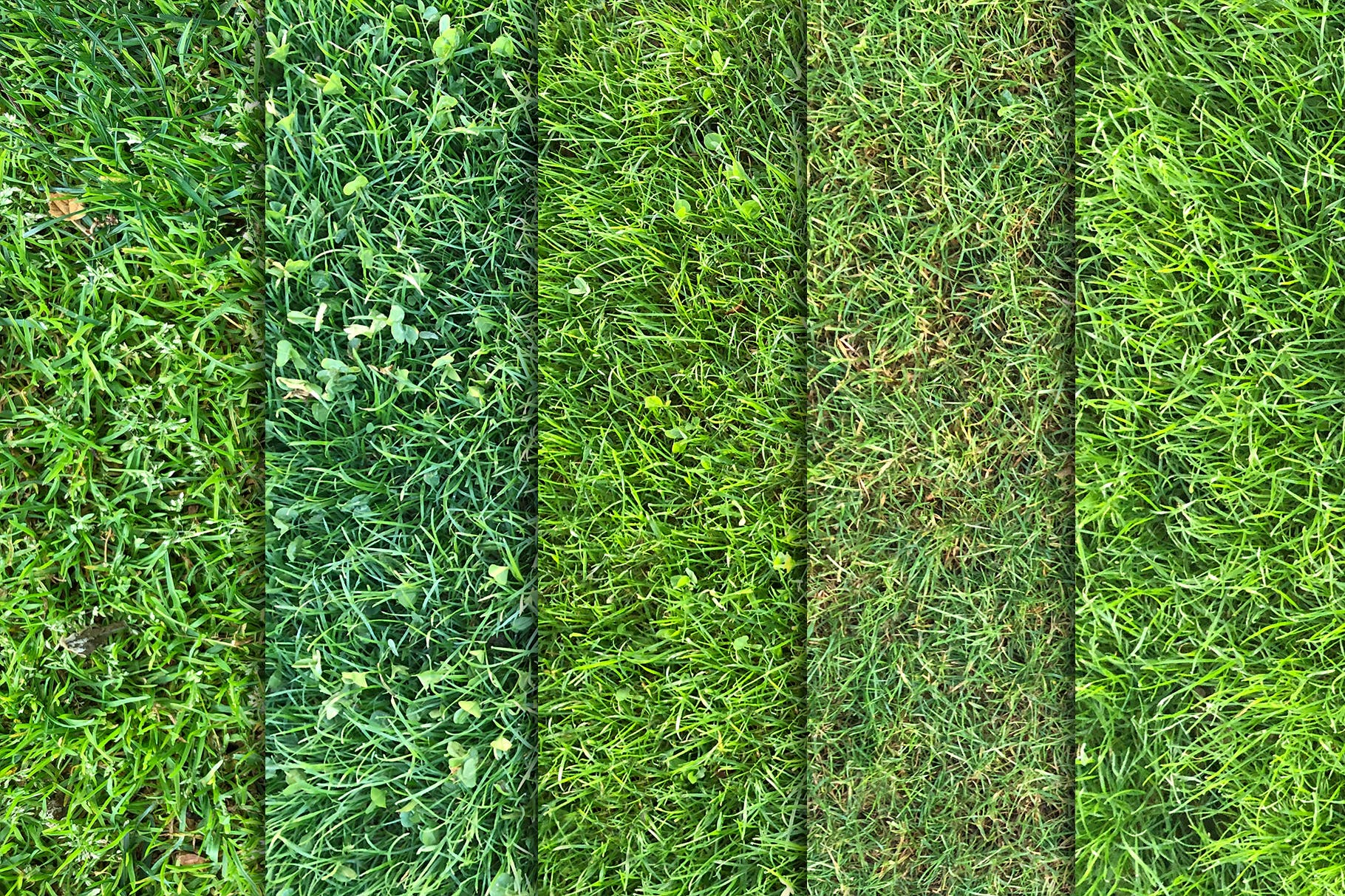10张高清绿茵草坪照片背景素材v3 Grass Textures x10 Vol 3插图2