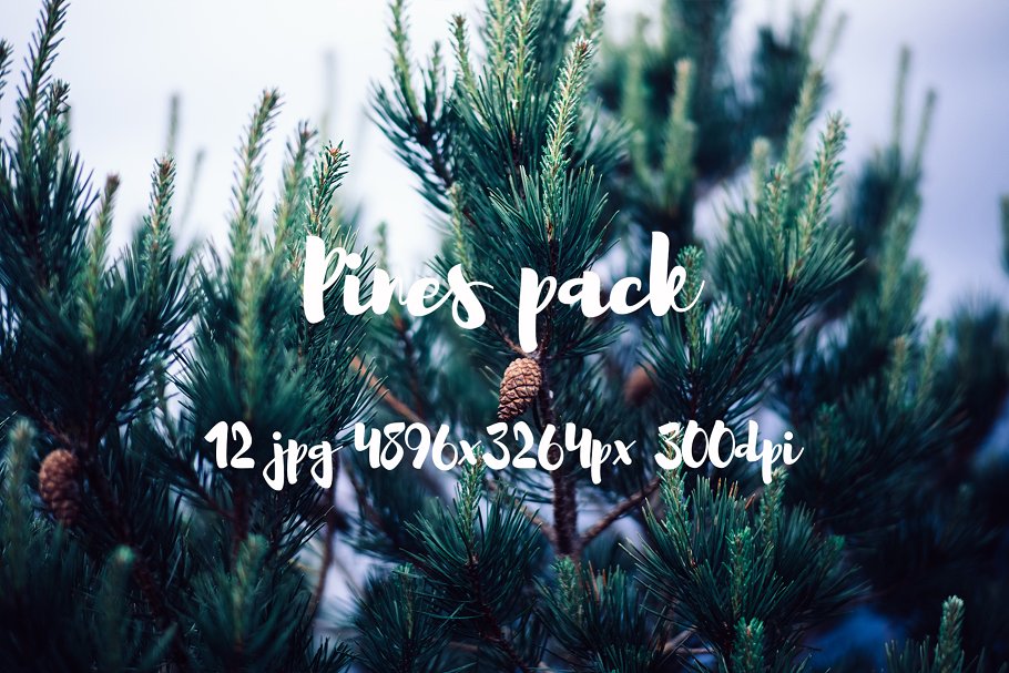 高清松树林照片素材包 Pines photo pack插图