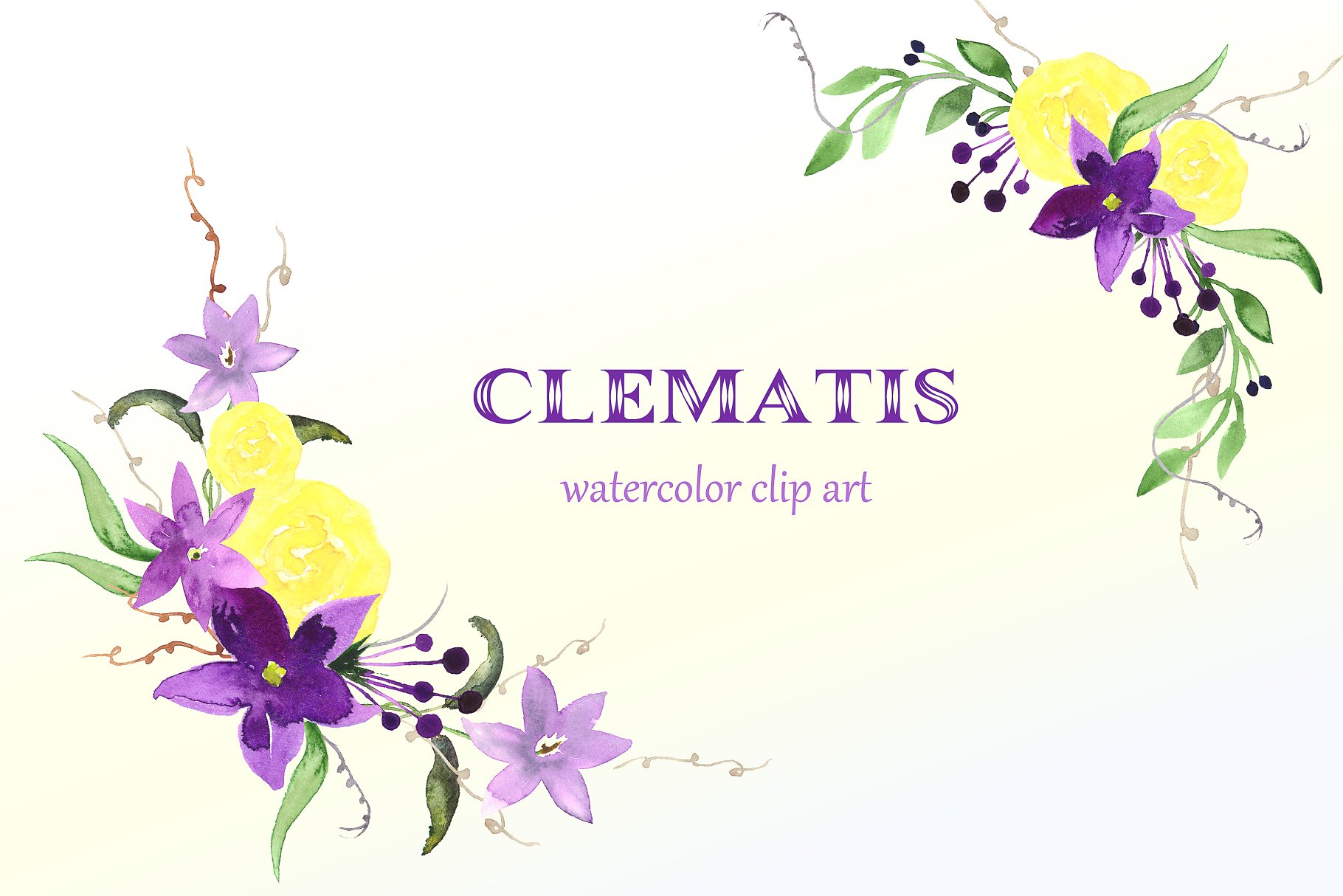 夏季手绘紫色水彩铁线莲剪贴画 Clematis Purple. Watercolor clipart插图(1)