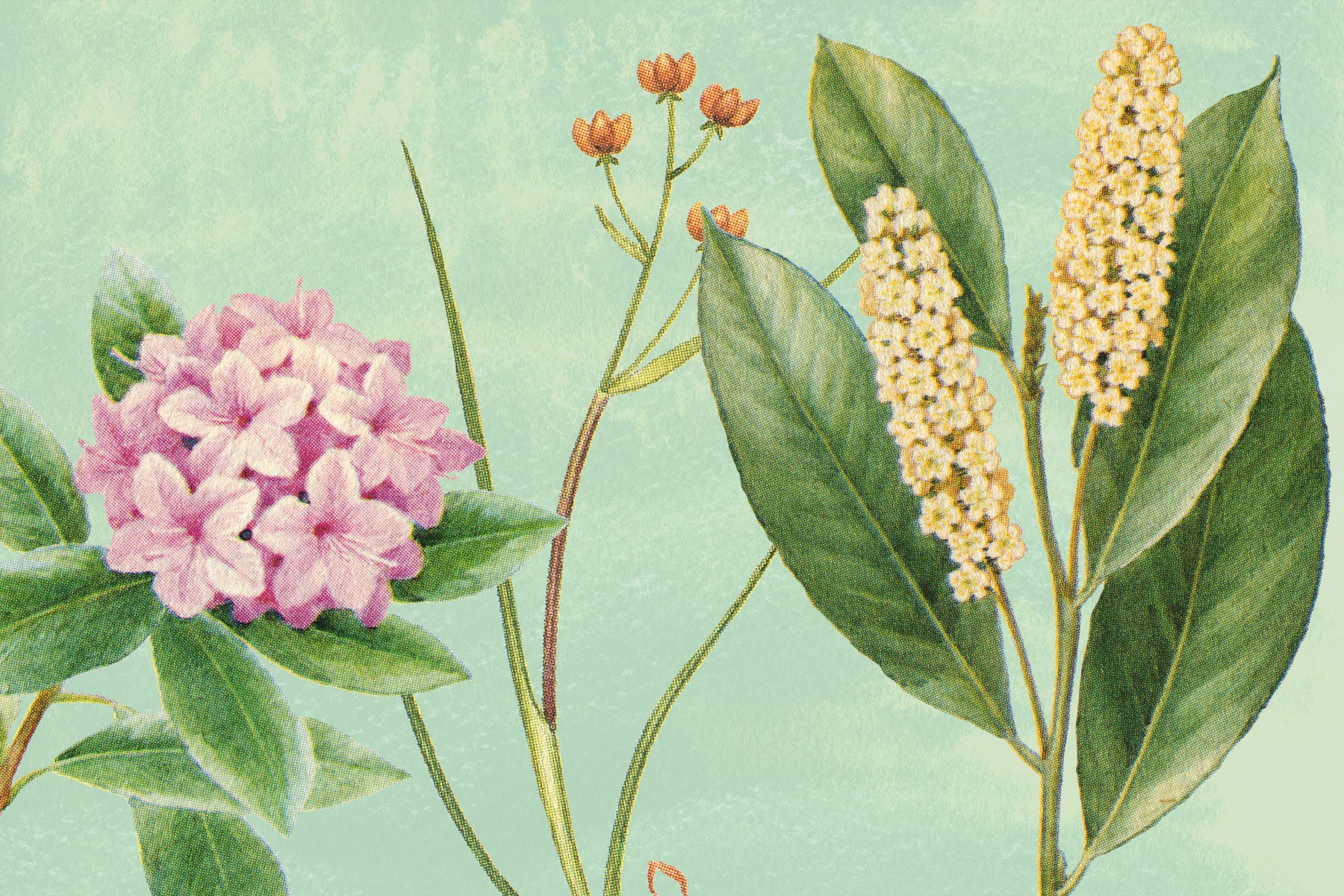 古董书籍植物手绘插画图案设计素材v3 Vintage Botanical Illustrations Vol.3插图1
