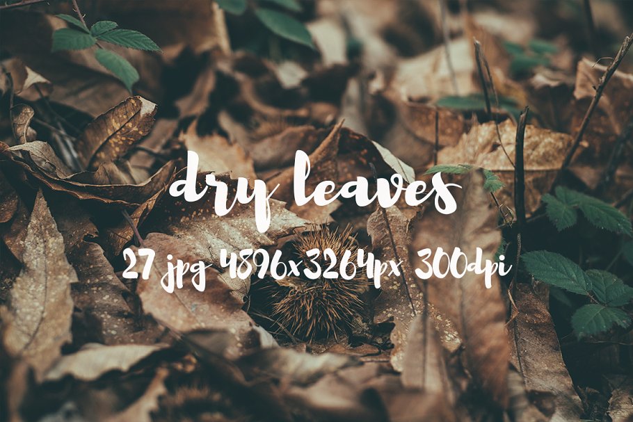 枯叶落叶高清照片素材 Dry leaves photo pack插图(15)
