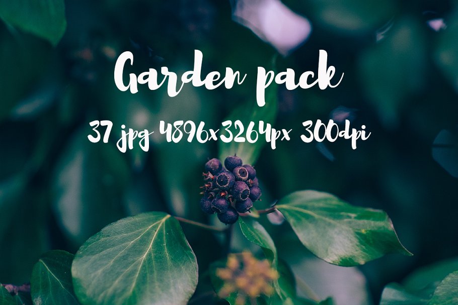 花园花卉植物高清照片素材 Garden photo Pack III插图6