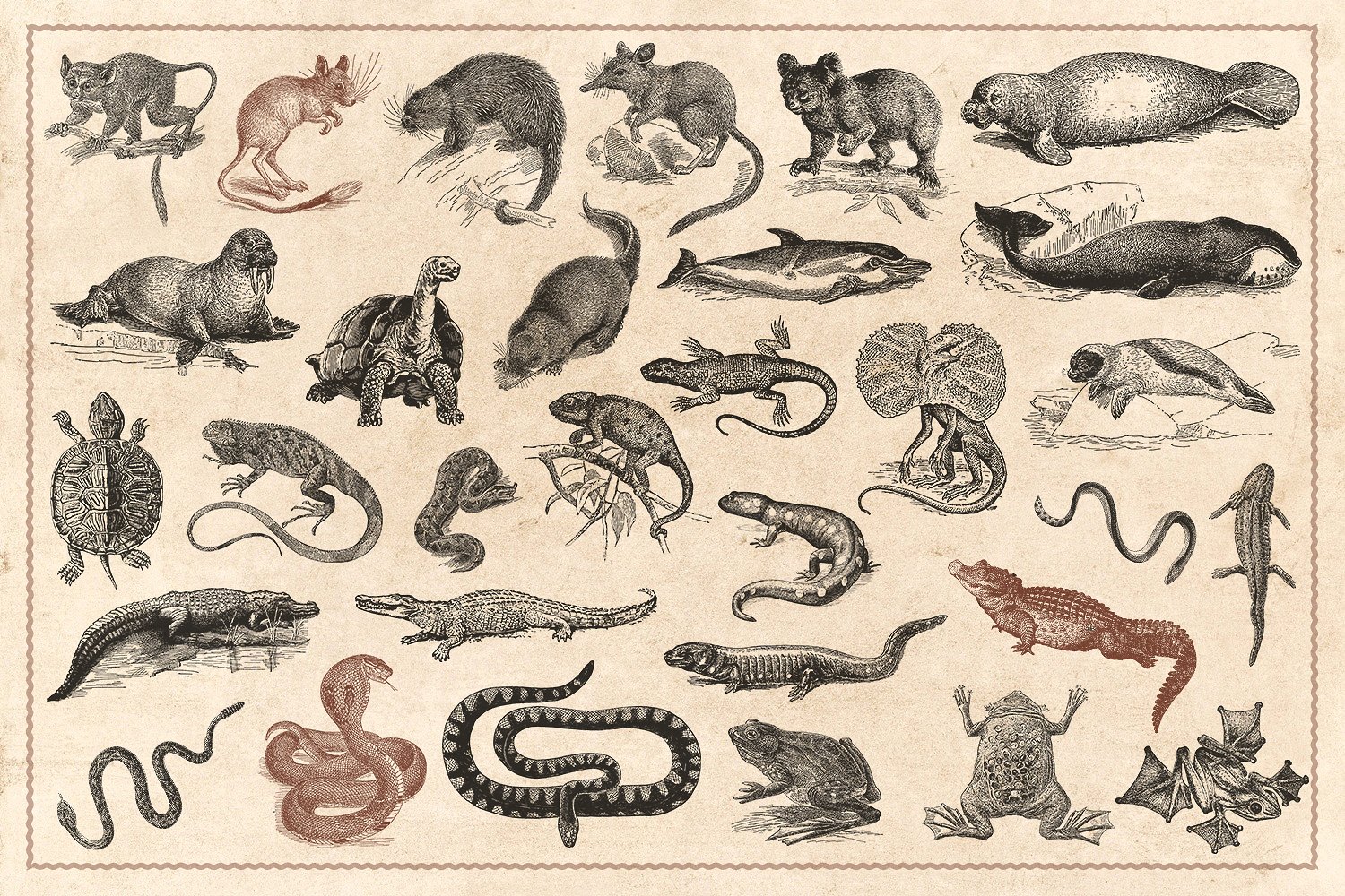 176个复古野生动物手绘（矢量）插图5