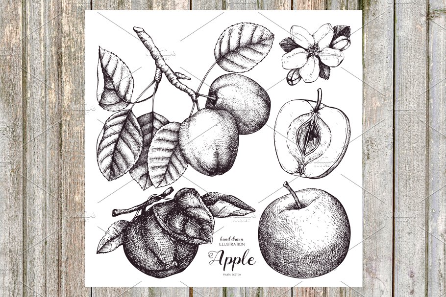 复古手绘苹果树矢量剪贴画 Vector Apple Trees Illustrations插图(1)