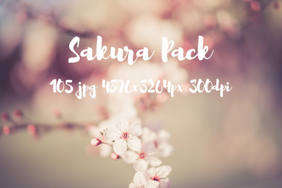 樱花特写高清照片合集 Sakura photo Pack插图21