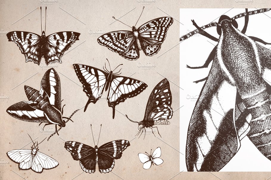 复古风格蝴蝶手绘插画 Vector Butterfly & Flowers Set插图(1)