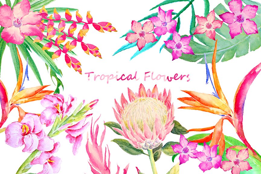手绘水彩热带叶状花素材 Watercolor Tropical Foliage Flowers插图1