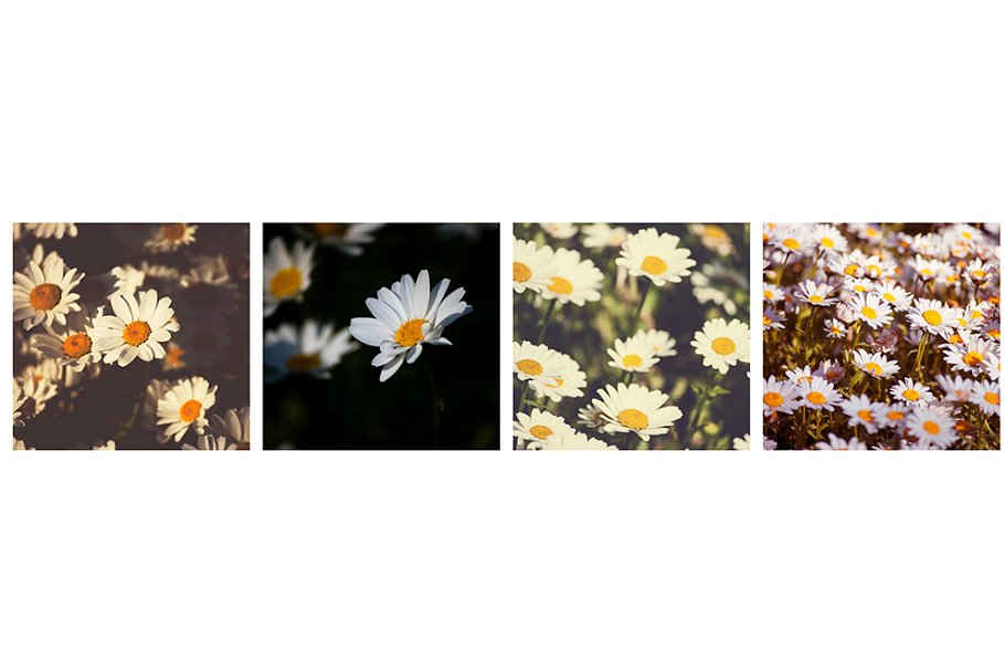 百色小雏菊花束背景图案Vol.2  Flower Pack 02插图1