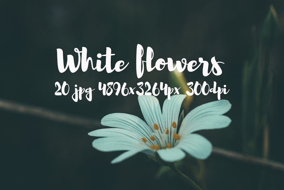 白色花卉高清照片素材合集 White flowers photo pack插图6