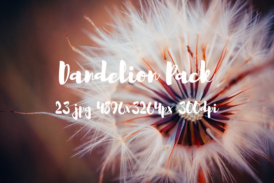 蒲公英特写镜头高清照片素材 Dandelion Pack photo pack插图10