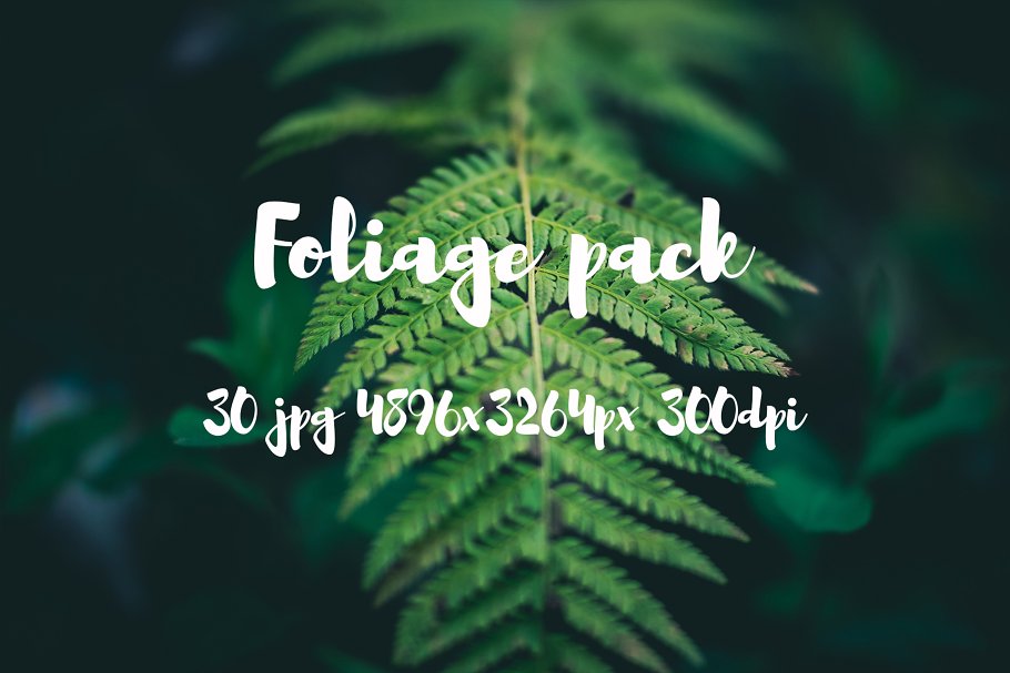 高清蕨类植物照片素材 Foliage Photo Pack插图(5)
