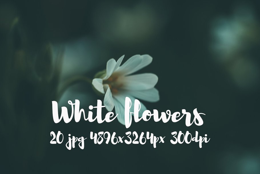 白色花卉高清照片素材合集 White flowers photo pack插图9