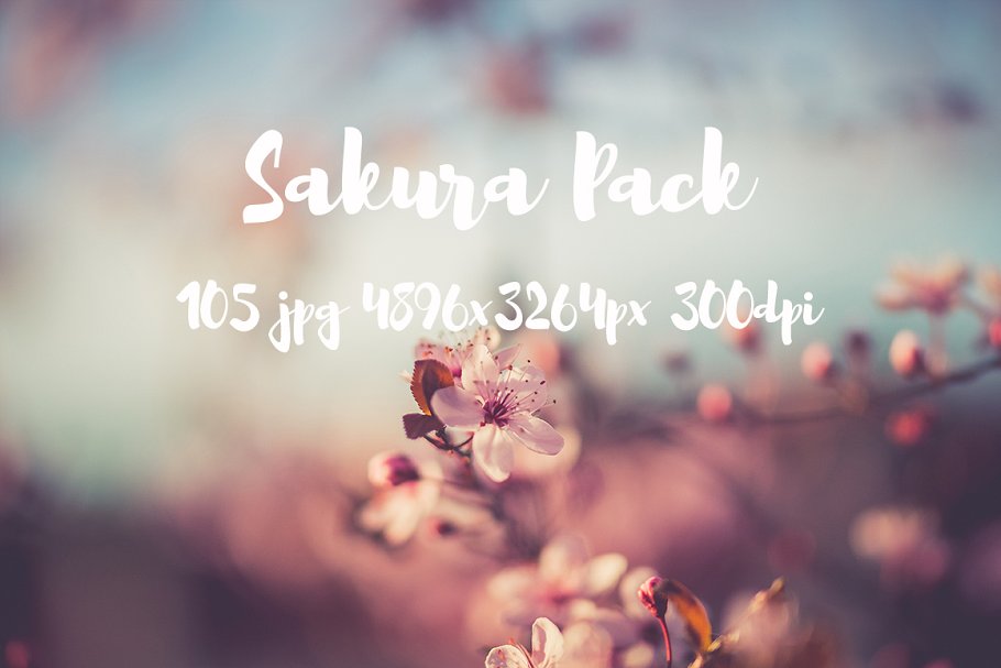 樱花特写高清照片合集 Sakura photo Pack插图19