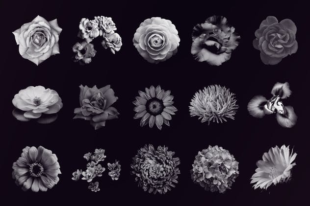 15款优雅花卉图案PS笔刷 Elegant Flower Brushes for Photoshop插图(2)