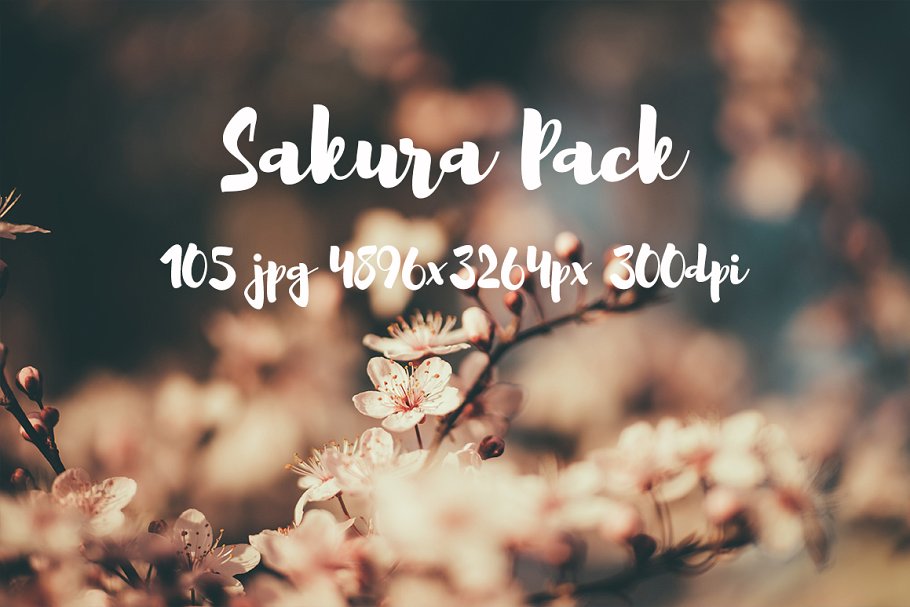 樱花特写高清照片合集 Sakura photo Pack插图8