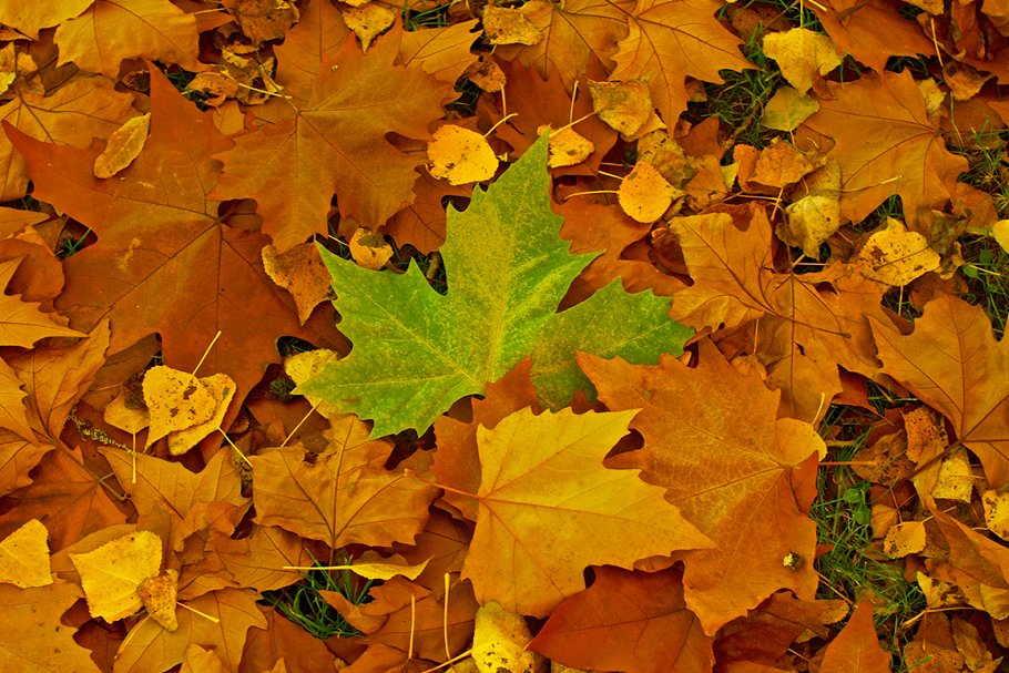秋意盎然高清风景照片素材 Autumn photo pack插图1