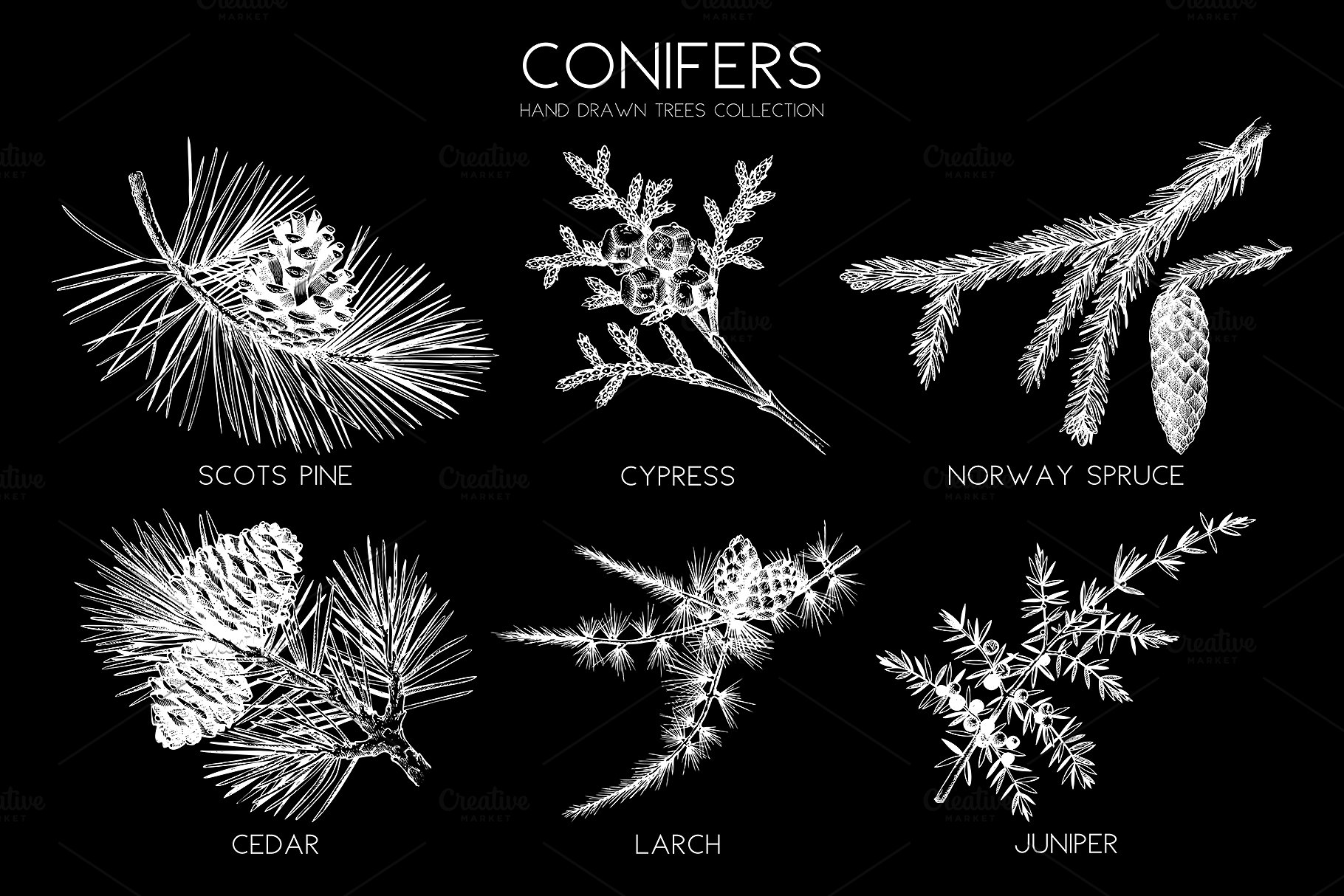 手绘黑白风针叶树木插画 Conifers Trees Set in Black插图(2)