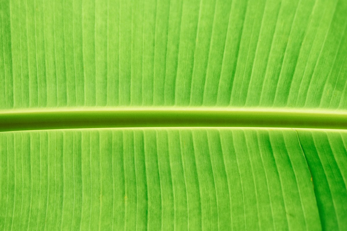 热带植物棕榈叶纹理背景插图11