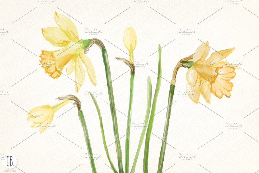 黄水仙水彩剪贴画 Watercolor narcissus, daffodils插图(2)