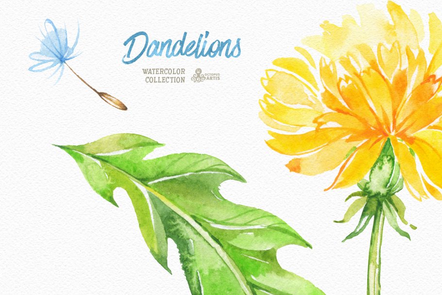 柠檬黄手绘水彩花卉插画 Dandelions. Floral Collection插图(1)