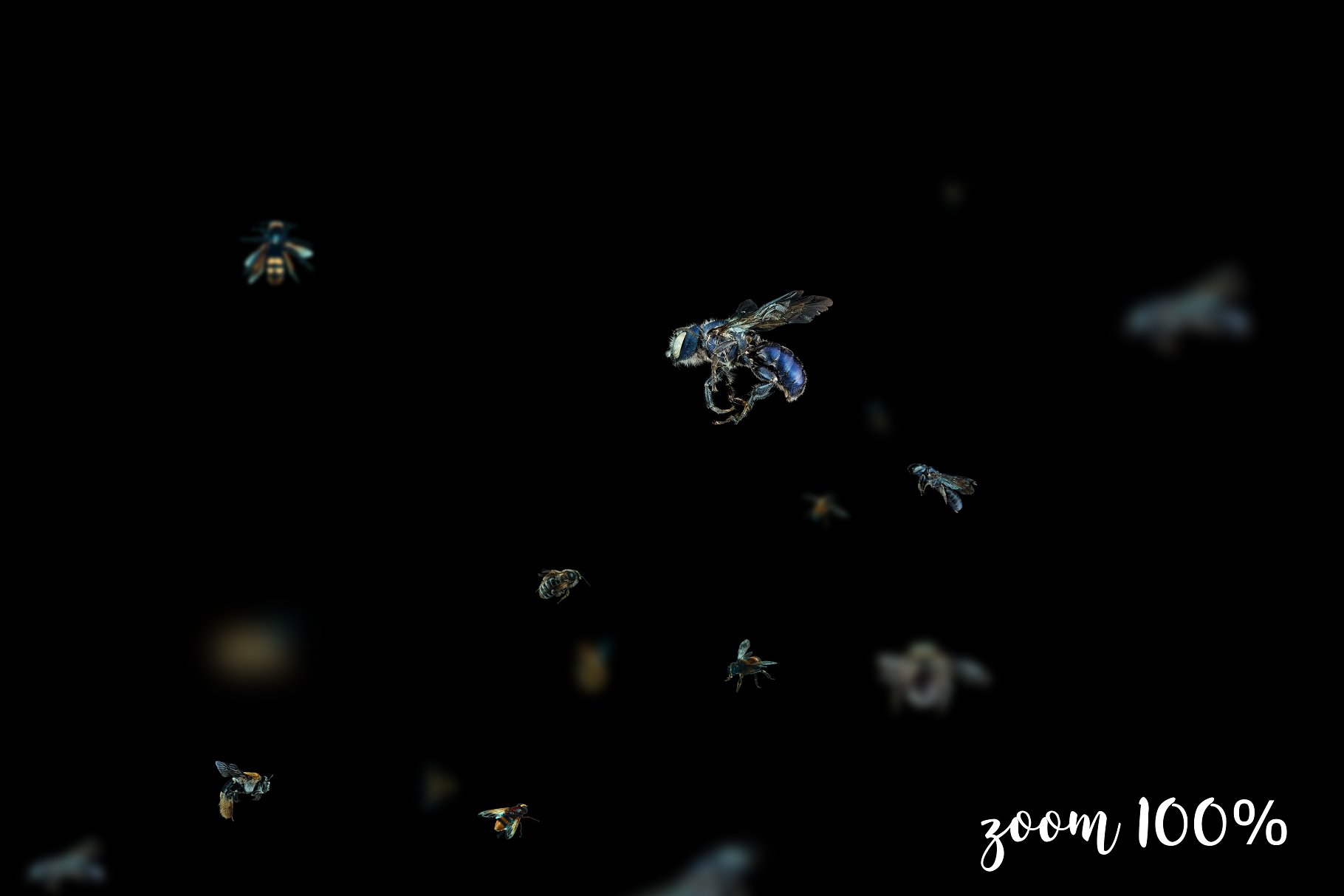 5K高分辨率逼真蜜蜂照片叠层背景素材 5K Bees Overlays – Dark Version插图2