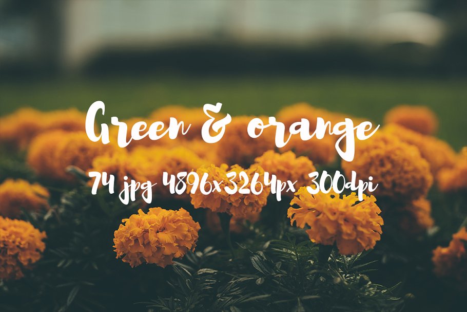 橙黄色花卉高清照片素材 Green and orange photo bundle插图(21)