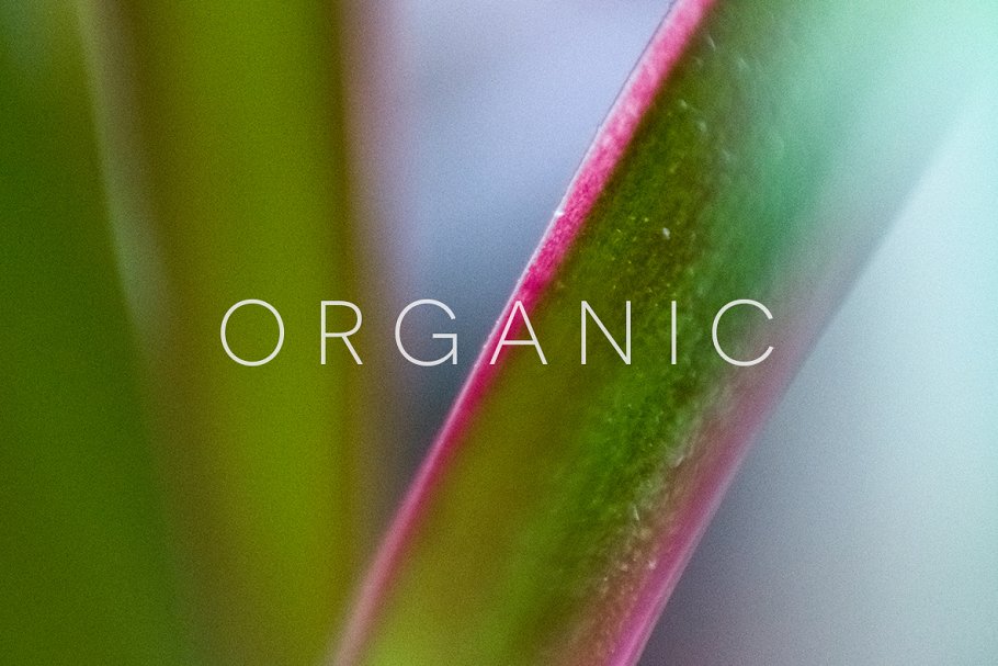 20张高清分辨率花卉植物特写镜头照片 Organic插图4