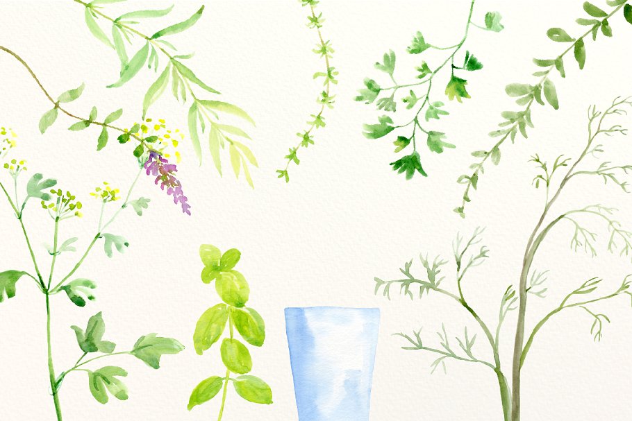 水彩手绘草本植物剪贴画合集 Watercolour Herb Illustration插图4
