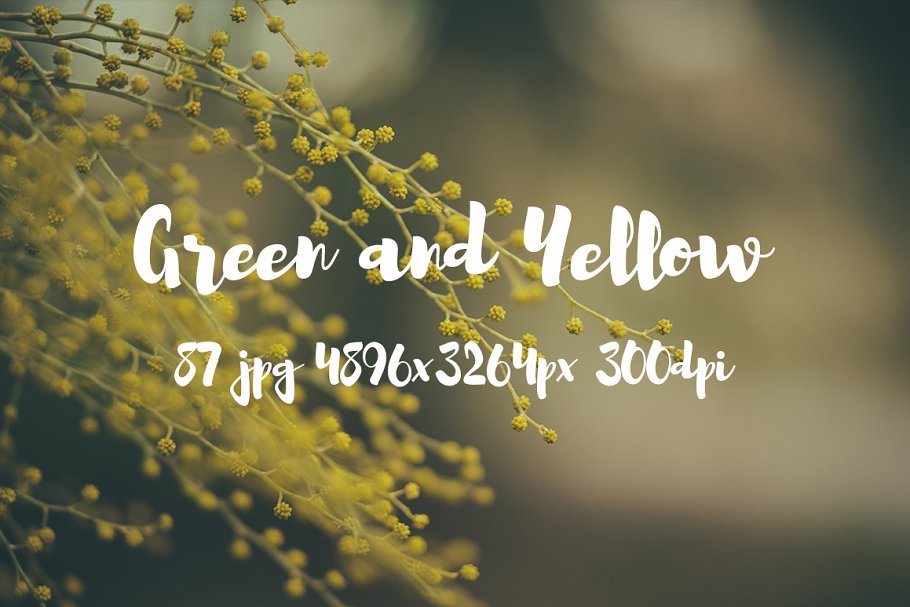 绿色和黄色植物花卉摄影照片集 Green and yellow photo pack插图(25)