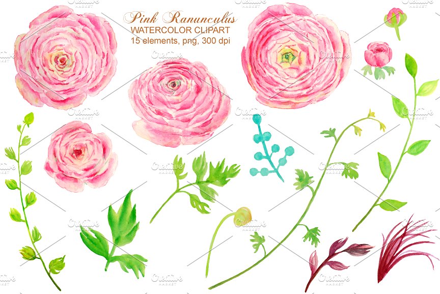 手绘水彩粉红色毛茛插画设计素材 Watercolor Clipart Pink Ranunculus插图(2)