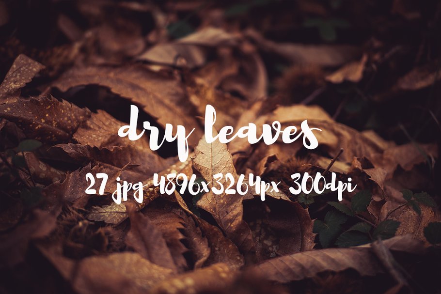 枯叶落叶高清照片素材 Dry leaves photo pack插图(5)