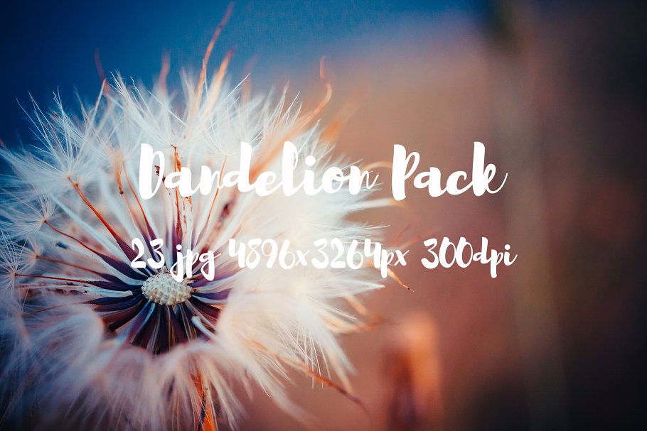 蒲公英特写镜头高清照片素材 Dandelion Pack photo pack插图(5)