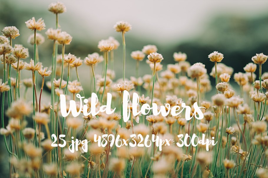 野外花卉特写镜头高清照片 II Wild Flowers II photo pack插图(13)