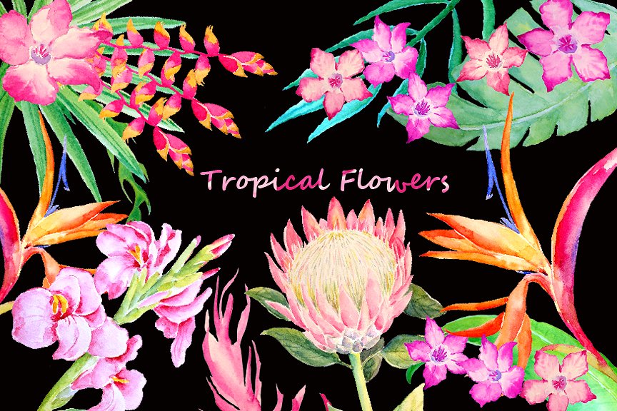 手绘水彩热带叶状花素材 Watercolor Tropical Foliage Flowers插图