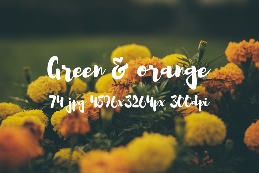 橙黄色花卉高清照片素材 Green and orange photo bundle插图(18)