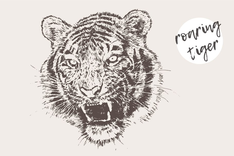 老虎素描剪贴画 Illustration of a roaring tiger插图