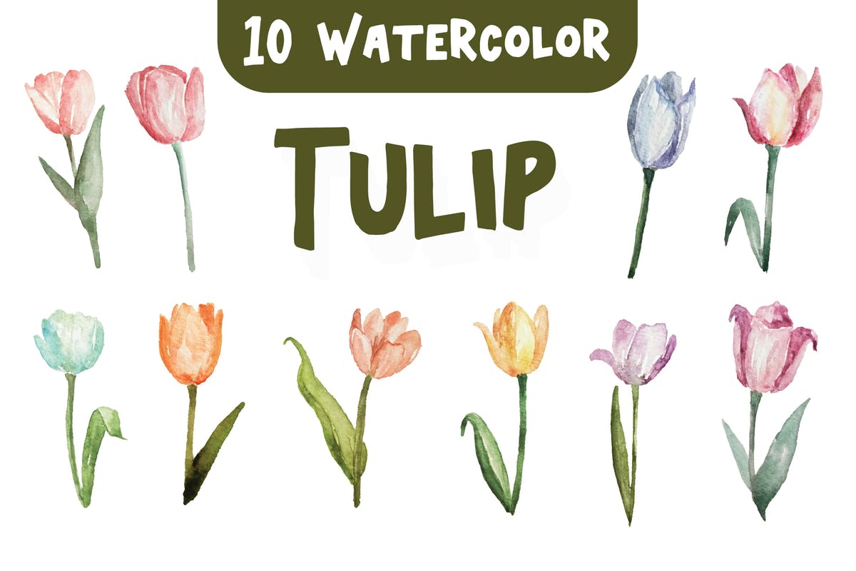 10种郁金香花水彩插画素材 10 Watercolor Tulip Flower Illustration Graphics插图