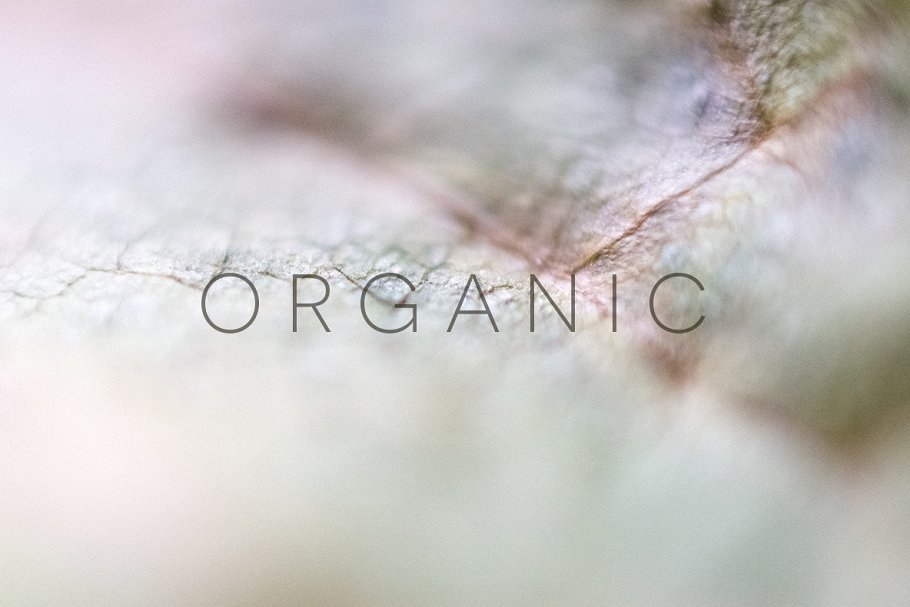 20张高清分辨率花卉植物特写镜头照片 Organic插图2