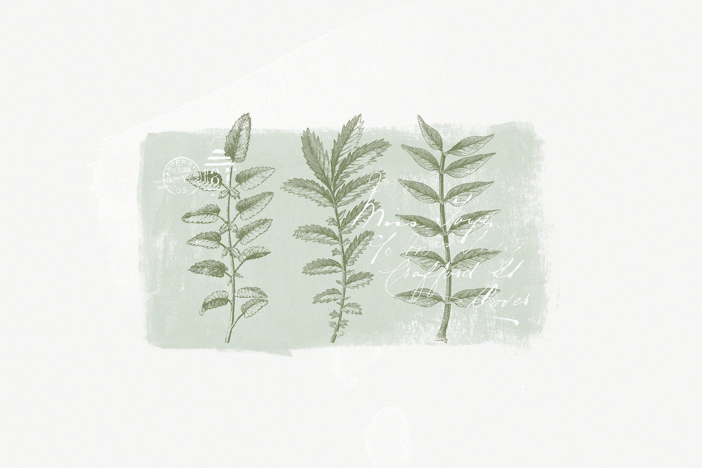 147种古董书籍植物插画素材合集 147 Botanical Illustrations Pack插图1