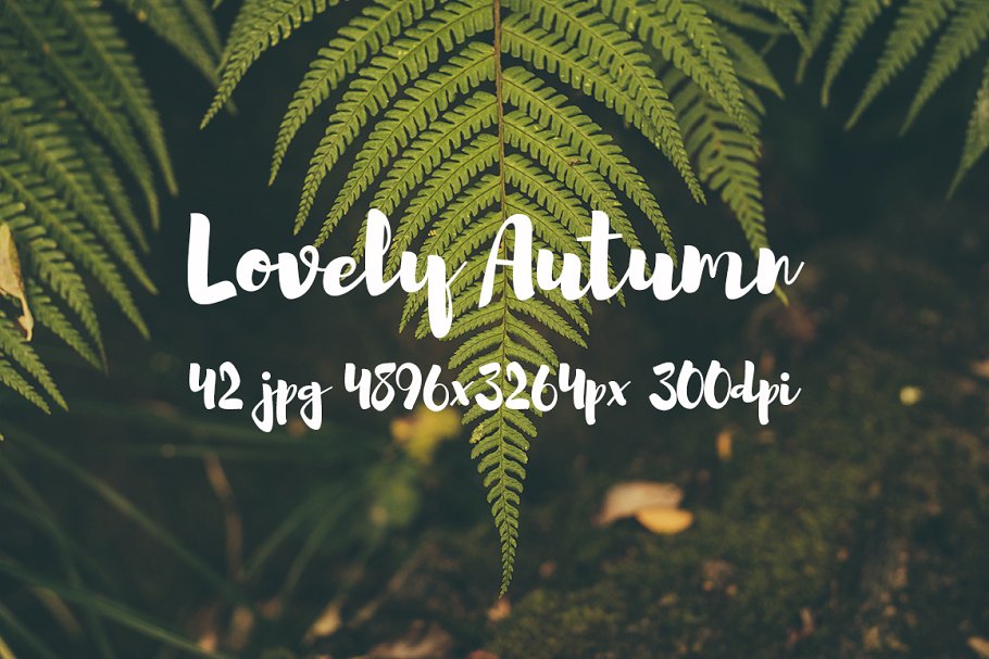 可爱秋天主题高清照片素材 Lovely autumn photo bundle插图(12)