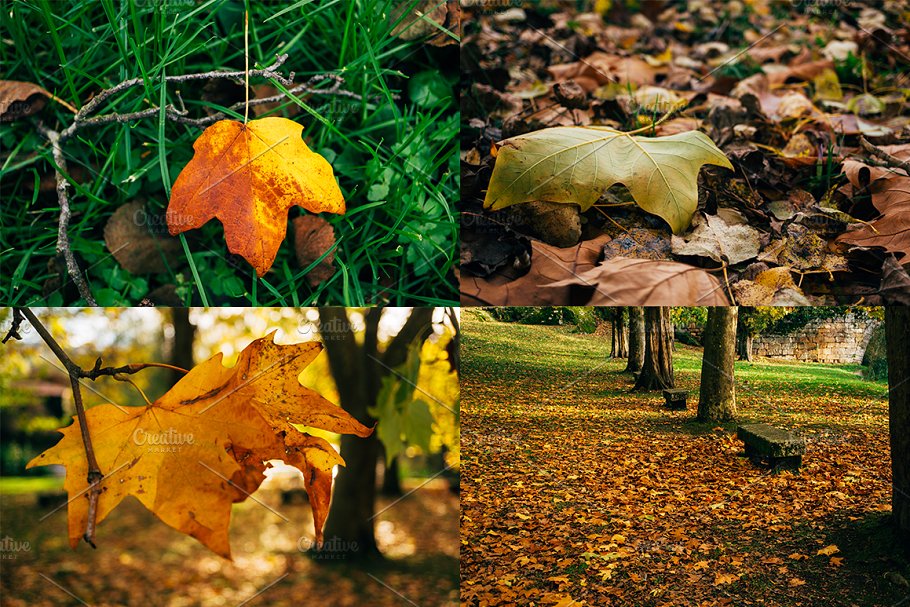秋天树叶高清照片素材 Autumn leaves photo pack插图(1)