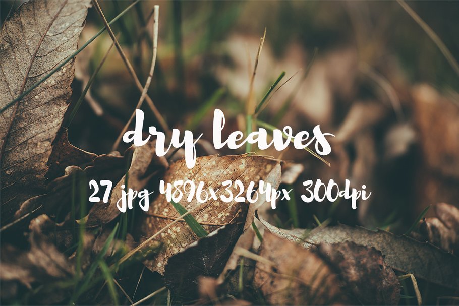 枯叶落叶高清照片素材 Dry leaves photo pack插图(14)