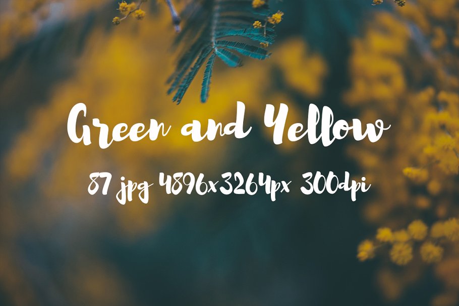 绿色和黄色植物花卉摄影照片集 Green and yellow photo pack插图(1)